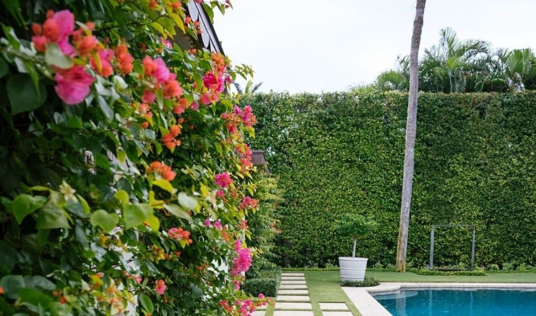 Living walls on a Palm Beach property, with a wall of bougainvillea in the foreground.