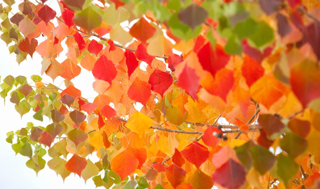 Chinese tallow tree leaves in red, orange, and green colors as the deciduous tree changes color in fall.
