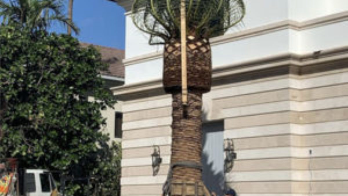 Palm Tree Envy - Secret To a Heathy Tree • Problem Solved Lawn Care