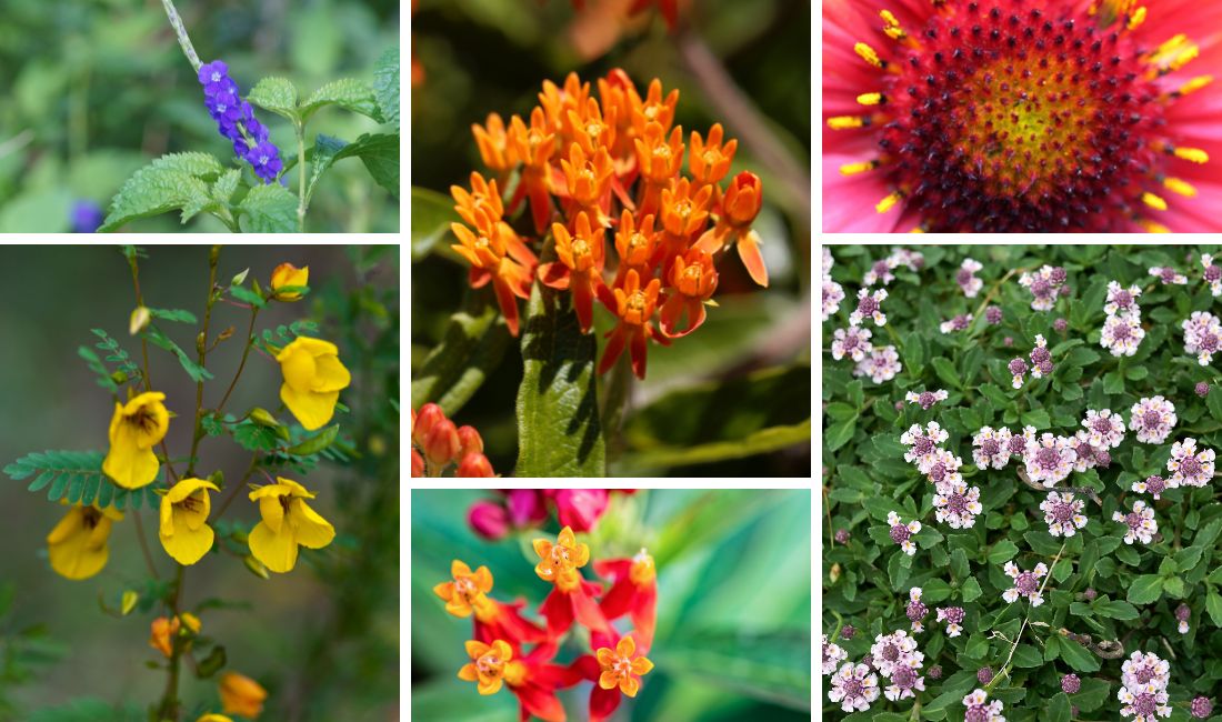 Recommended plants for a South Florida butterfly garden are found in a variety of shapes and colors.