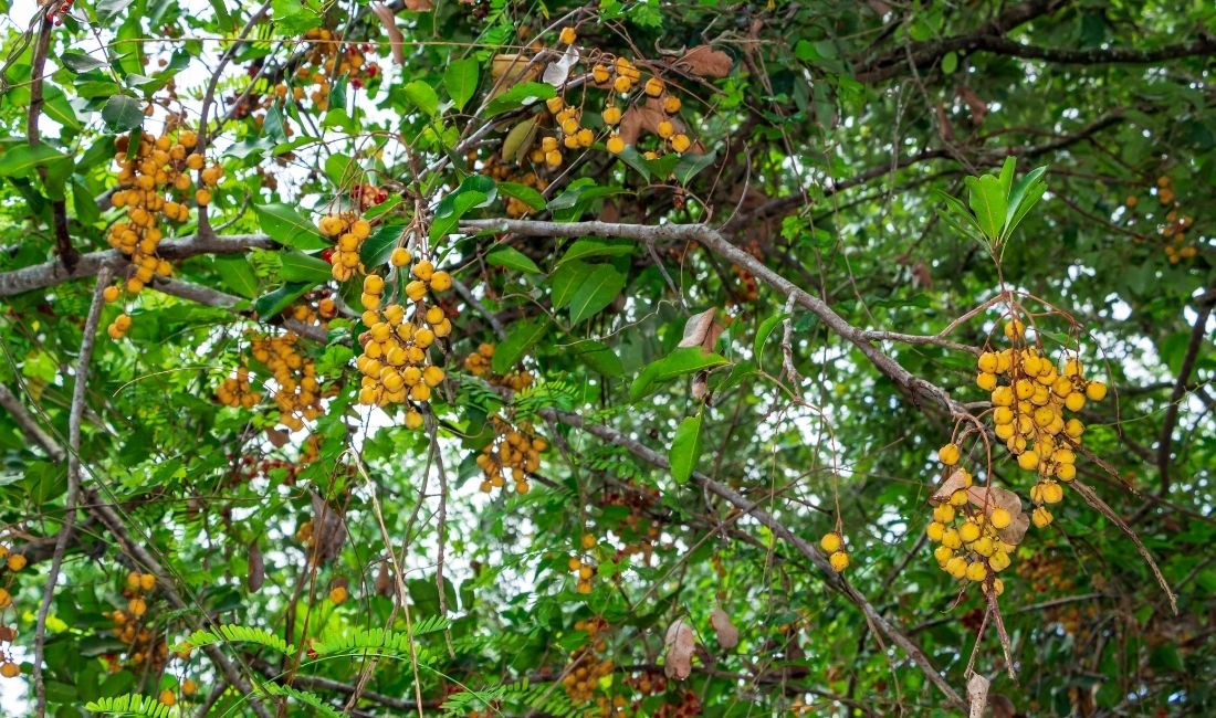 Carrotwood, an invasive tree in Palm Beach