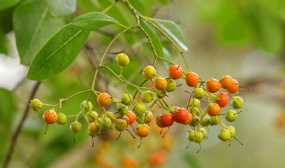 Close-up of green, orange, and orangish-red berries on a Bahama strongbark tree.