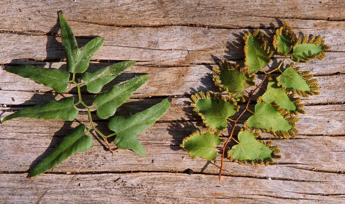 The leaflets of the old world climbing fern. On the left are infertile leaflets; on the right are fertile leaflets with a fringe covering the reproductive tissue.