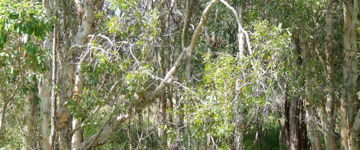 Melaleuca trees growing close together and crowding out native species in Florida.
