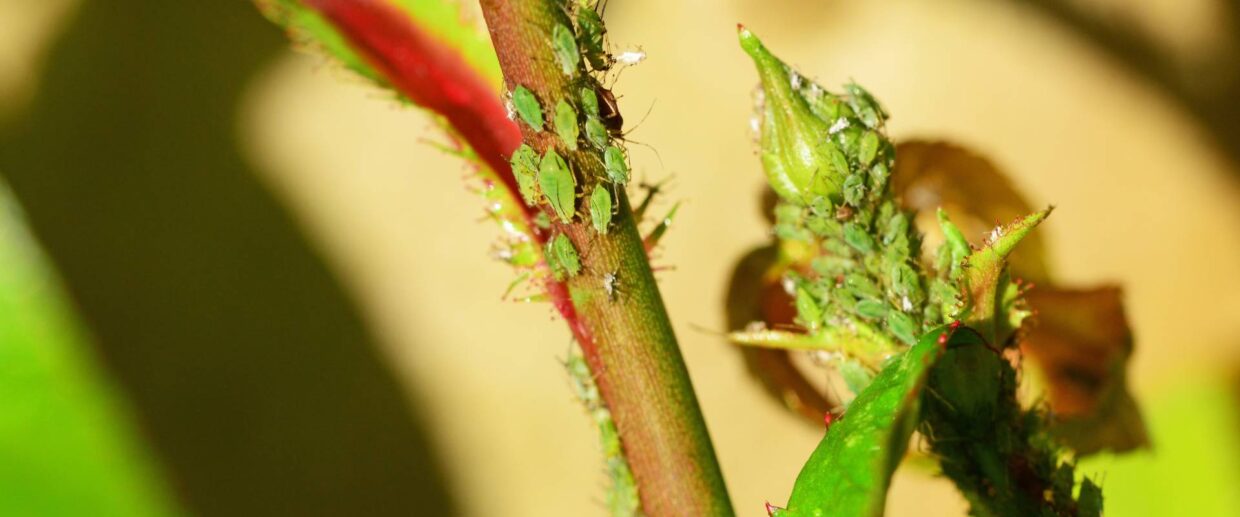 Dozens of green aphids crawl on a red and green stem feeding on the sap inside. Aphid control starts with prevention.