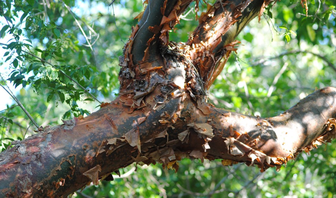 The peeling bark of a gumbo limbo tree in South Florida.