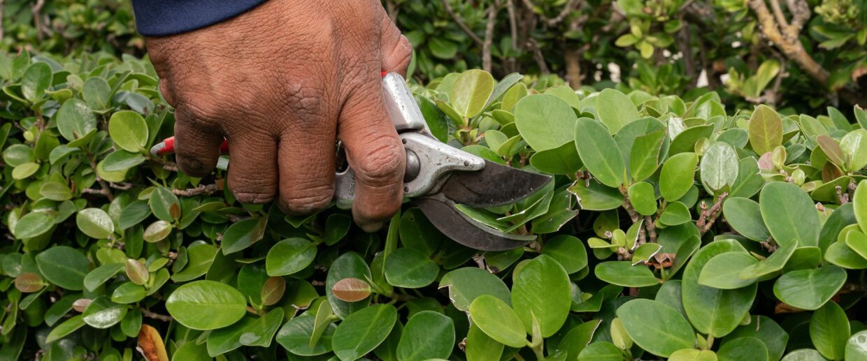 Close-up of a Coastal Gardens Estate Gardener hand pruning a shrub on a Palm Beach Property.