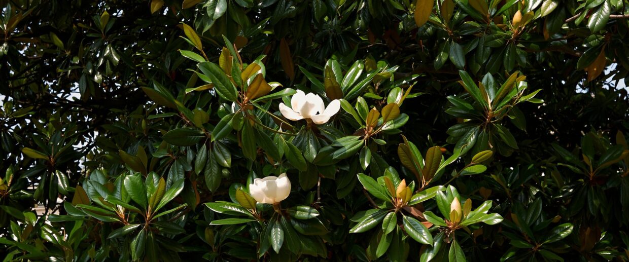 White flowers bloom on a Southern magnolia tree in Palm Beach, Florida.