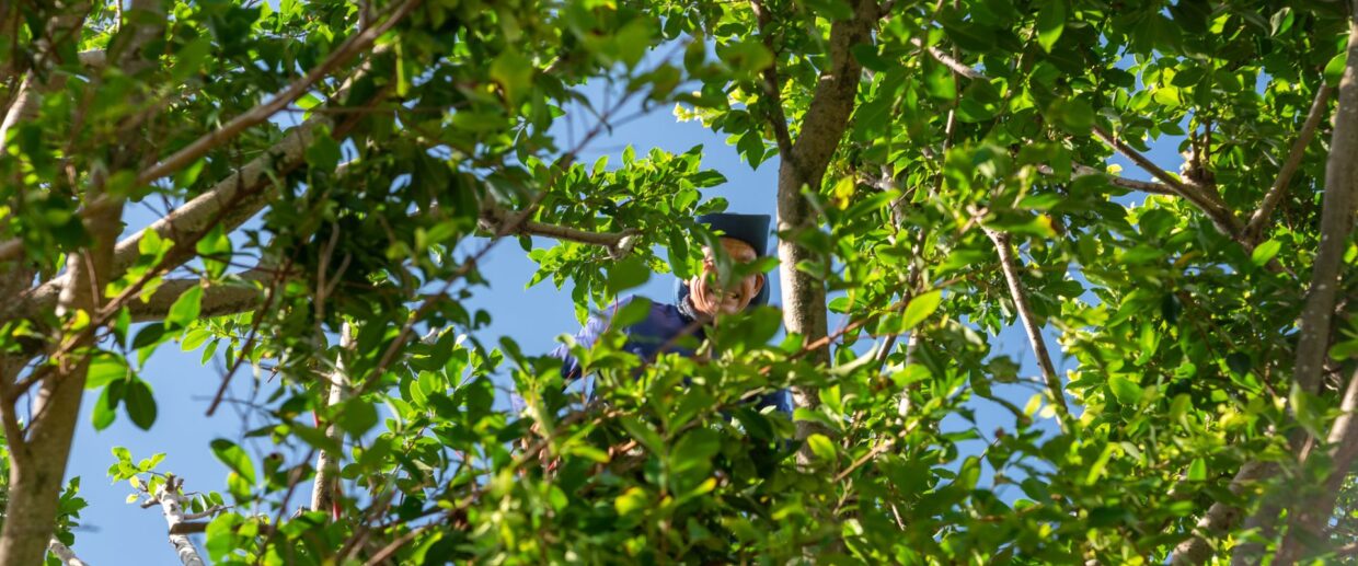 A Coastal Gardens employee prunes a tree in Palm Beach to improve the view.