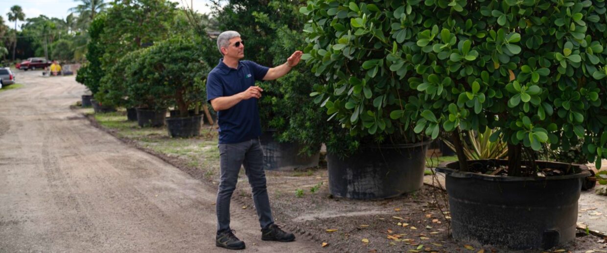 A Coastal Gardens professional inspecting the foliage of a large potted shrub at a South Florida nursery, evaluating plant health and quality.