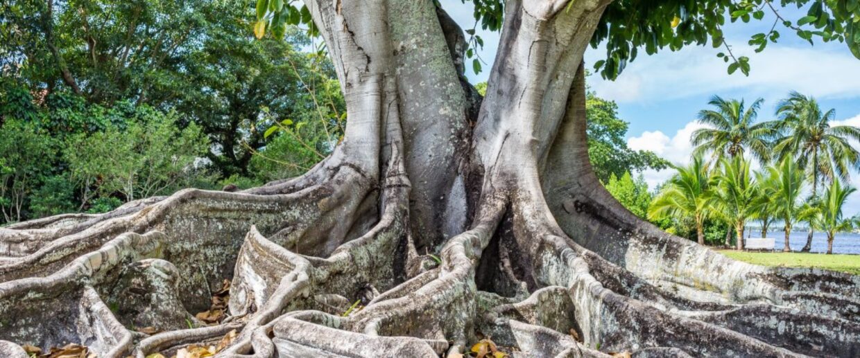 Massive banyan tree surface root system spreading across estate grounds showing infrastructure management needs
