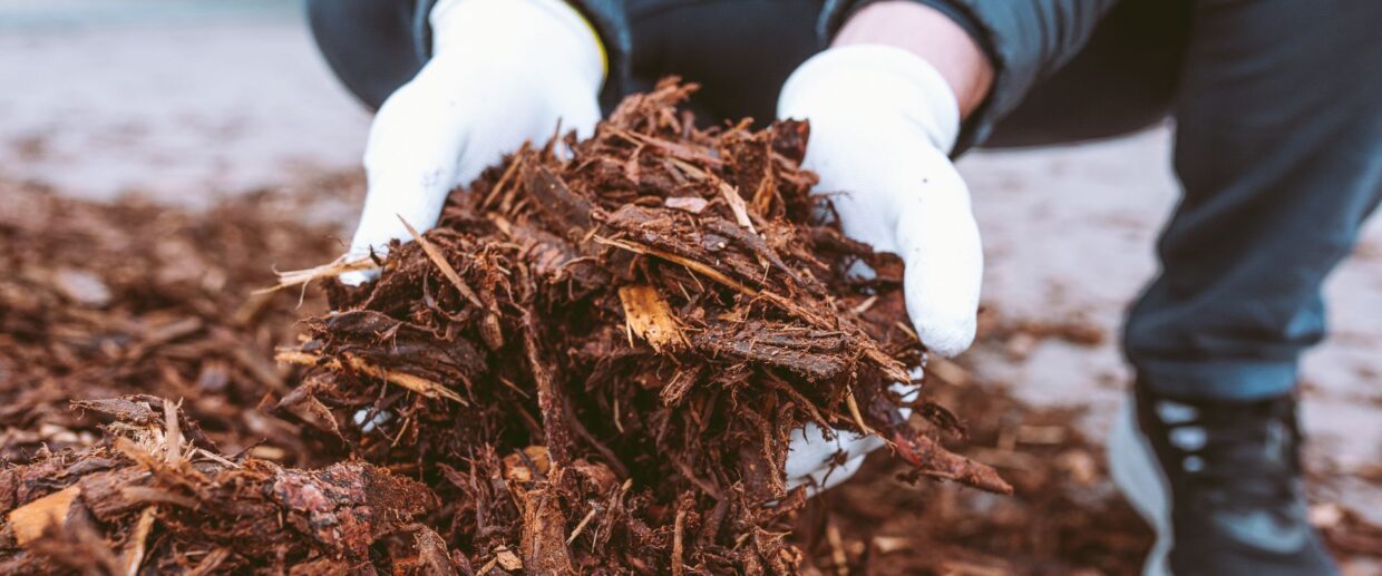 Landscaper from Coastal Gardens holding up organic, wood mulch before installing it in Palm Beach, FL.