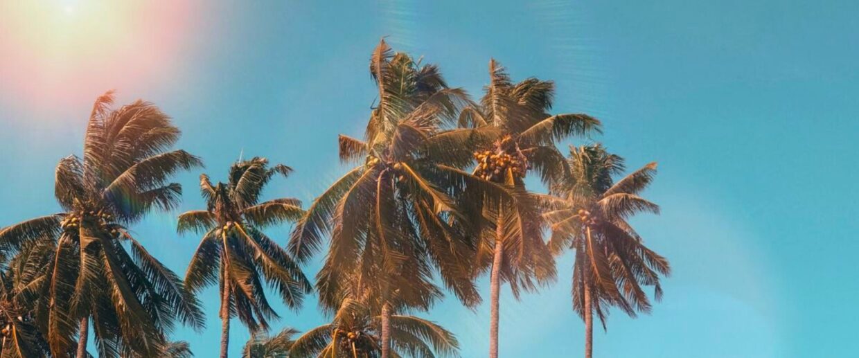 Tall palm trees reaching into a clear blue sky with a bright sun halo overhead, capturing a classic summer day in Palm Beach, Florida.