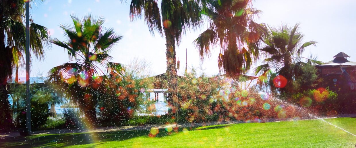Waterfront property in Palm Beach featuring tall palm trees, lush green grass, and sunlight reflecting off water from a running sprinkler.
