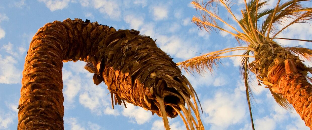 Two palm trees showing severe drought stress with brown, drooping fronds against a clear blue sky, with one palm appearing to bend or collapse.