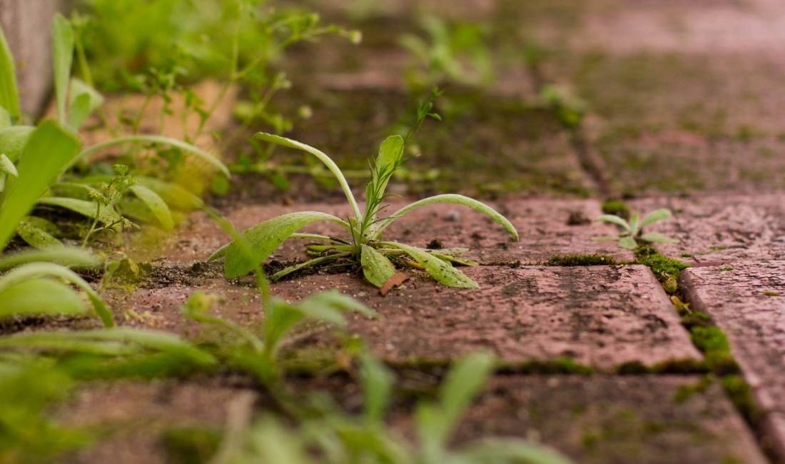 Weeds sprouting through the cracks in a paver patio.