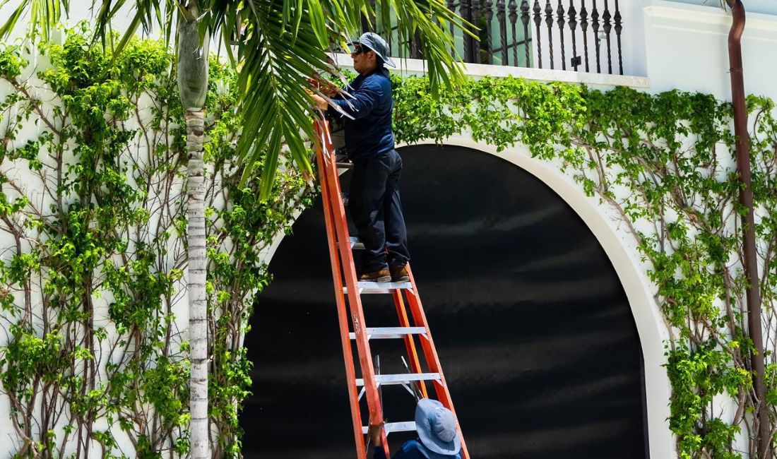 Coastal Gardens employee climb or hold a ladder while pruning an espalier on a Palm Beach property.