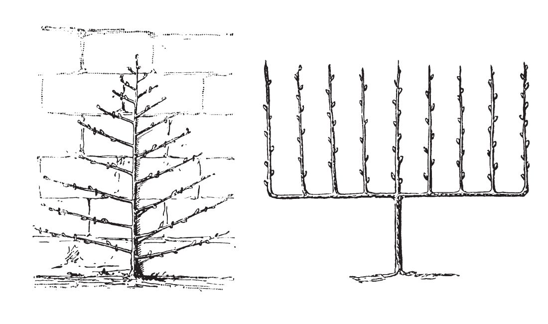 Illustrations of formal espalier patterns commonly utilized.