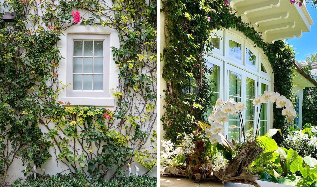 Two photos showing informal espaliers on Palm Beach properties maintained by Coastal Gardens Professionals.