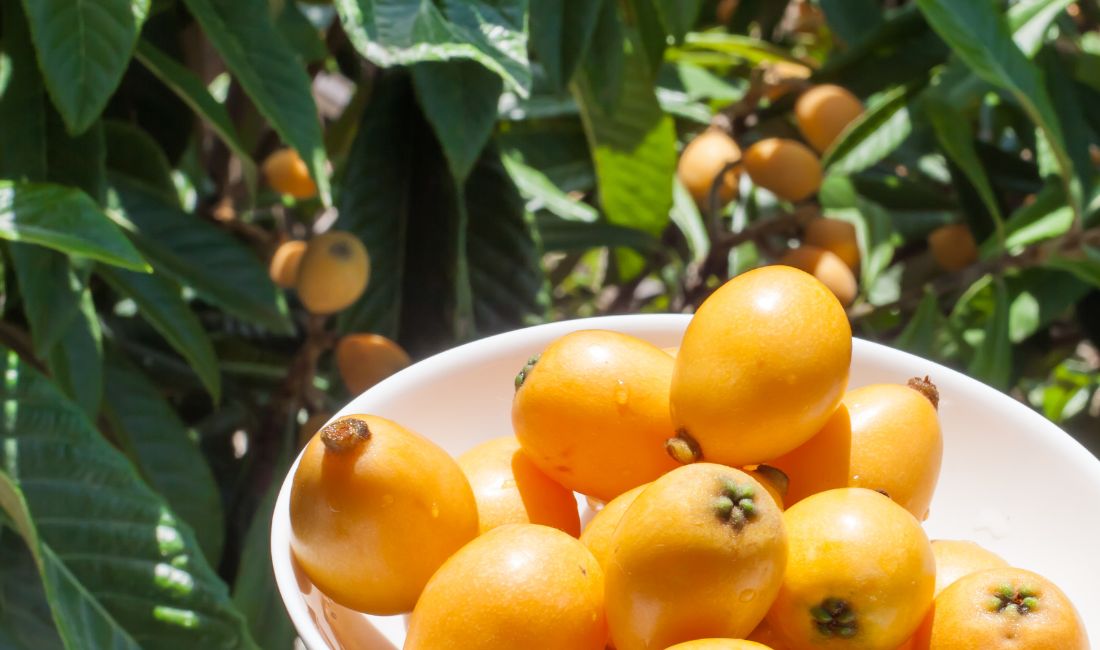 A bowl of loquat fruits in front of a loquat tree in Palm Beach.