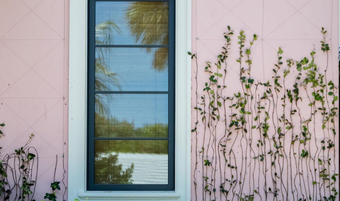An espalier grows on a Palm Beach property against a light pink wall marked with a future formal espalier pattern.