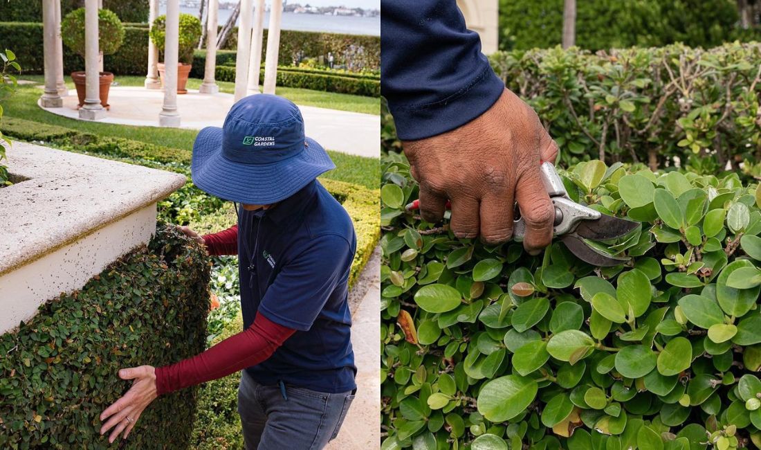 Two photos of Coastal Gardens employees pruning and shaping plants on Palm Beach properties.