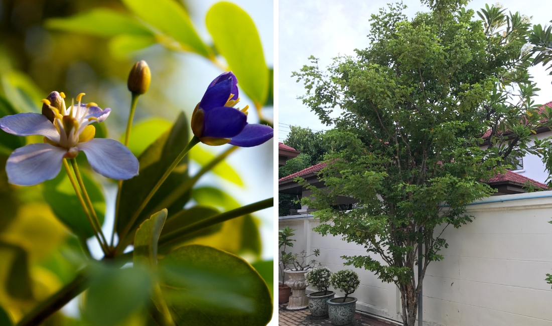 Lignum vitae or tree of life - photo on the left shows the purple flowers, photo on the right shows the tree's structure.