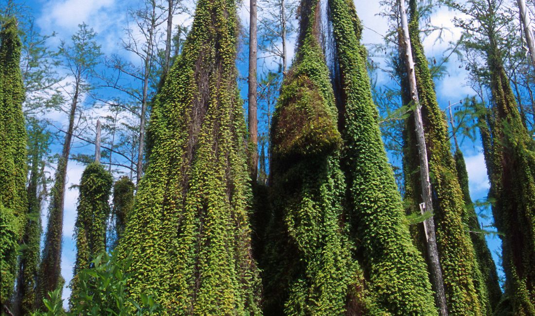 Old world climbing fern growing on cypress trees in Southern Florida.