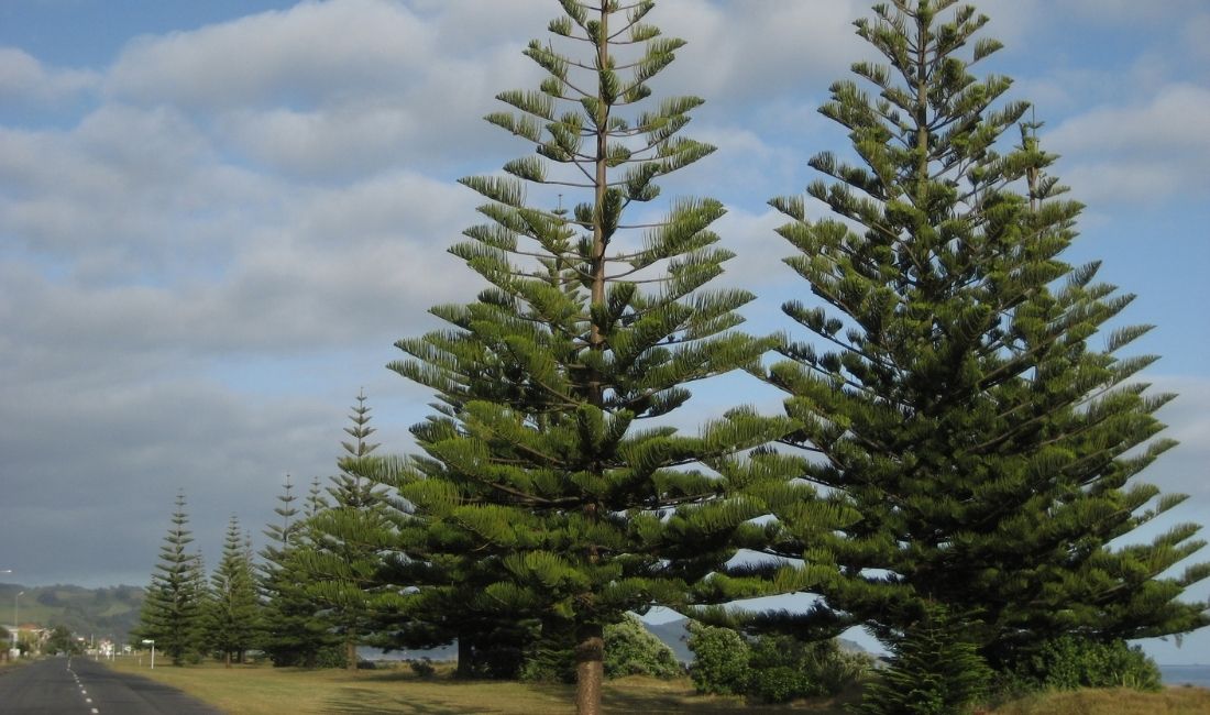 Norfolk Island Pines growing in New Zealand.
