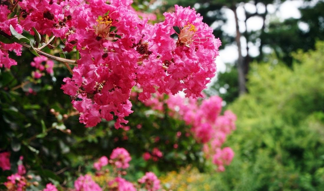 A crape myrtle or Lagerstroemia indica with pink flowers growing in South Florida.