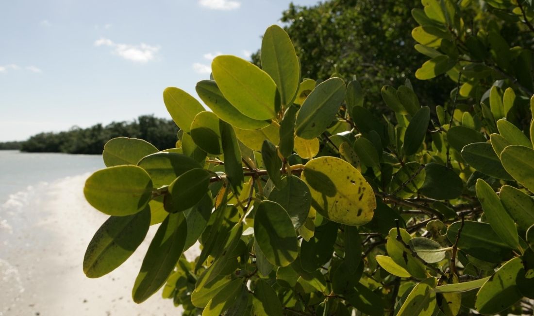 Close up of red mangrove leaves on a Florida beach.