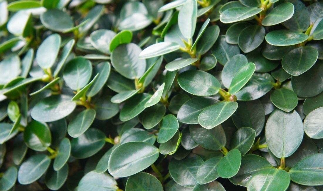 A close-up photo of the leaves of Ficus microcarpa plant growing in South Florida.