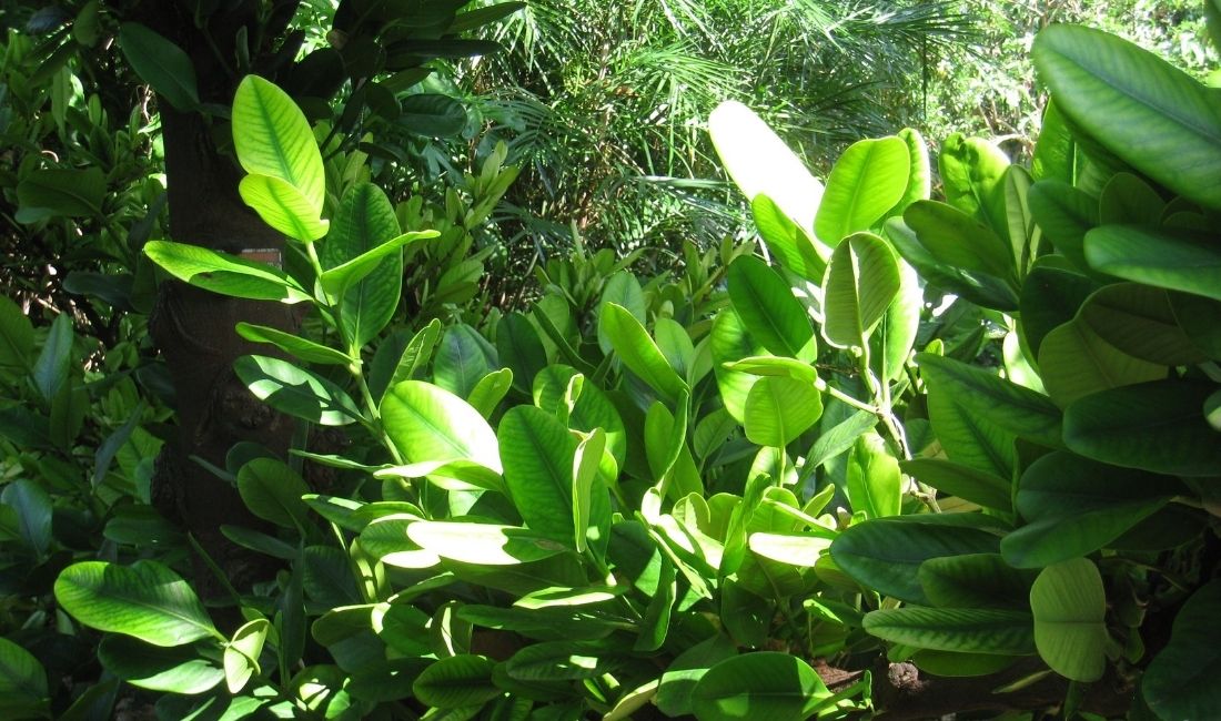 Garcinia plants growing in South Florida.