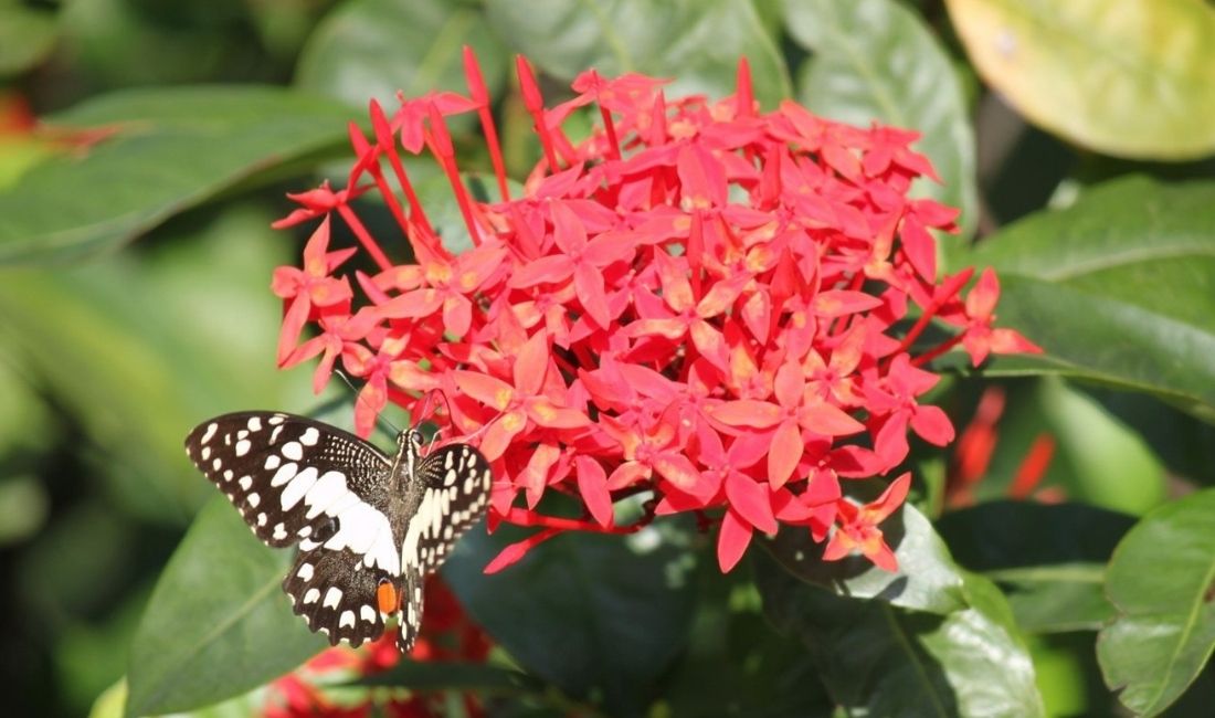 Ixora, one for the best plants for South Florida, with a butterfly resting on the red flowers.