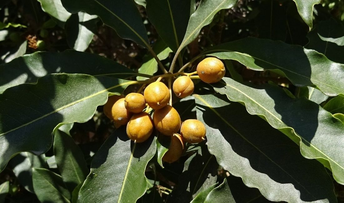 A mimusops or Spanish Cherry plant with orange fruit growing in Florida.