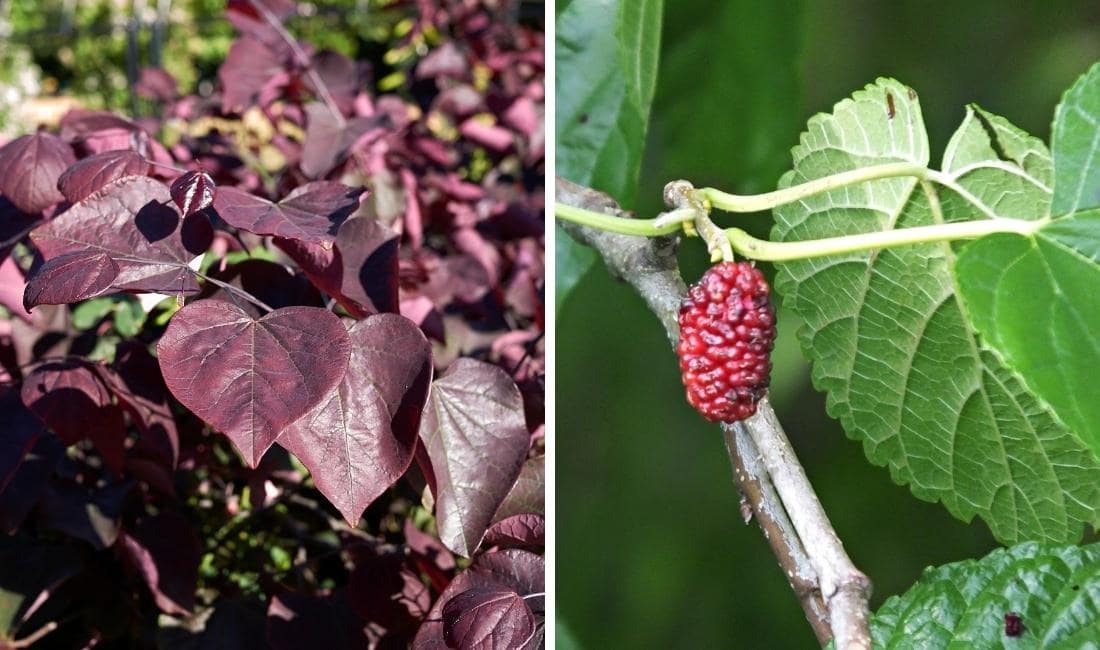 Burgundy foliage of an Eastern redbud tree on the left, leaves and fruit from a red mulberry on the right.