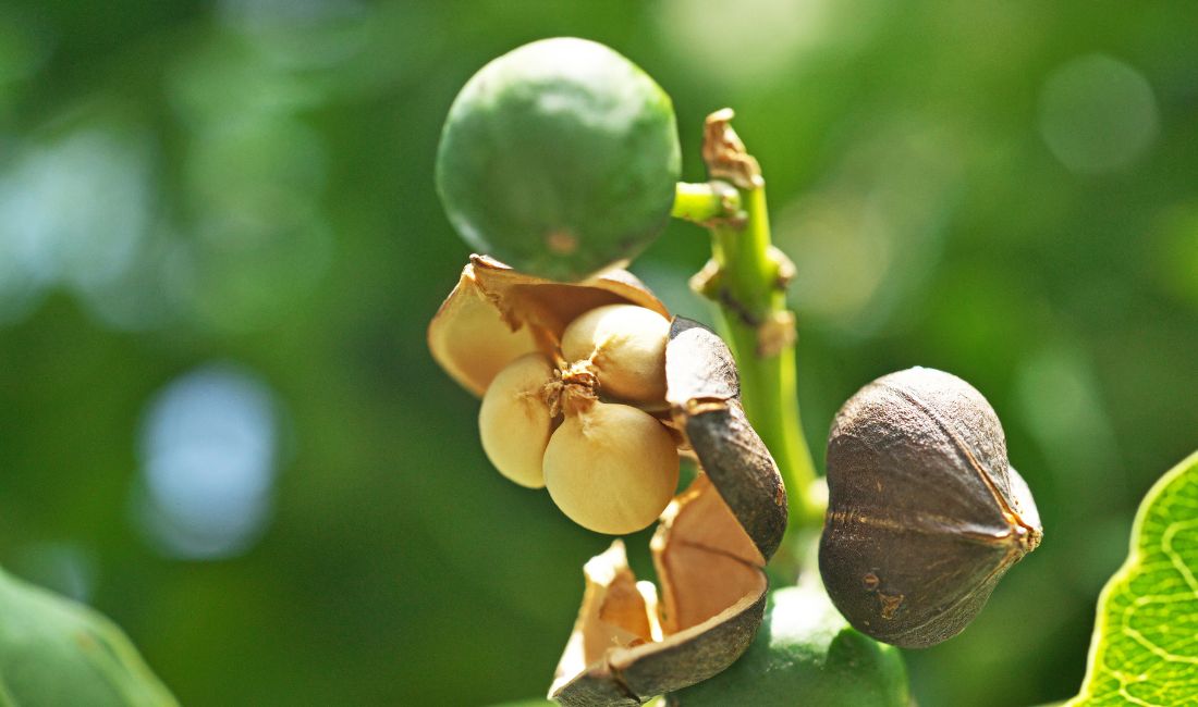 The seed pods of Chinese tallow trees start out green (top pod), mature to a brown color (pod on the right), and eventually crack open to reveal the seeds (pod on the left).