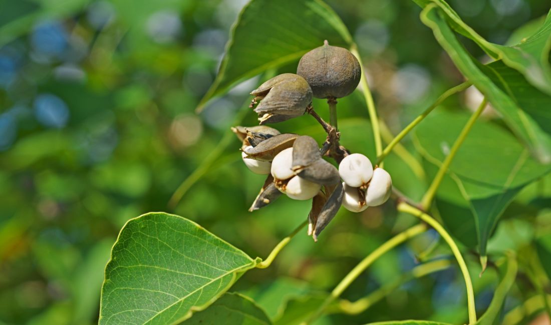 The white seeds of a Chinese tallow tree resemble popcorn.