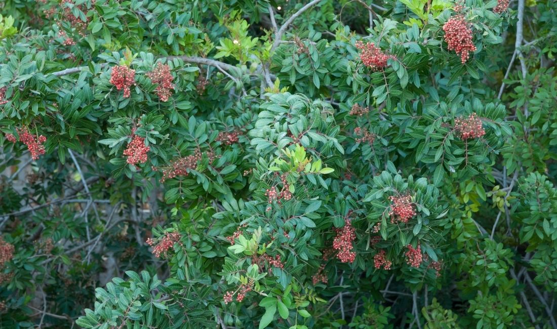 Brazilian pepper tree dense foliage