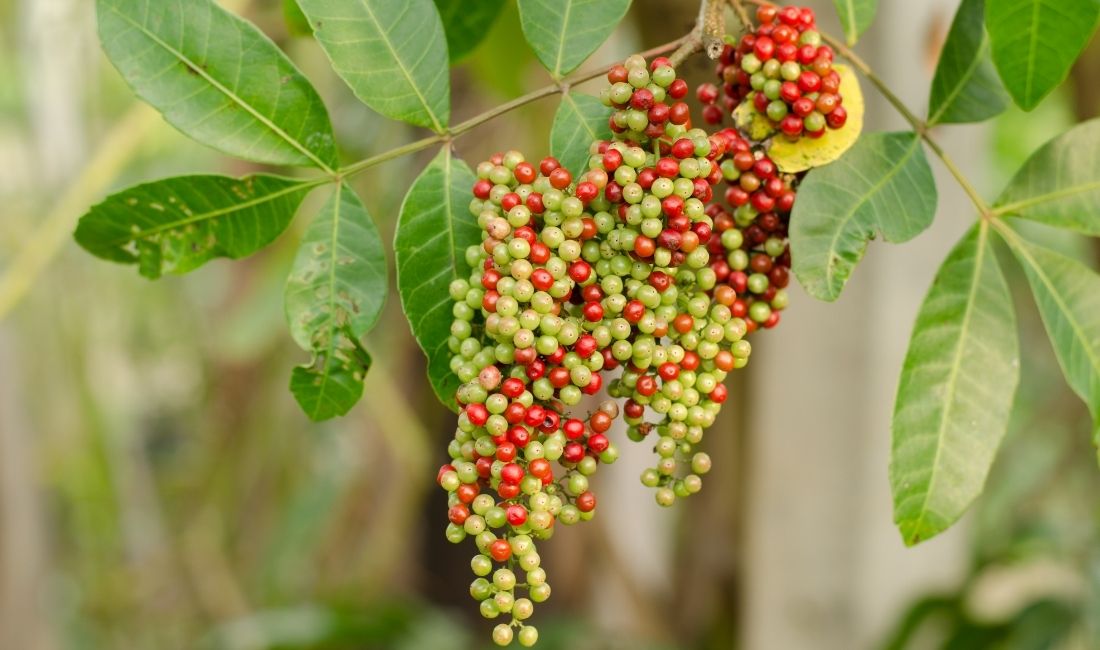 Brazilian pepper tree green and red berries