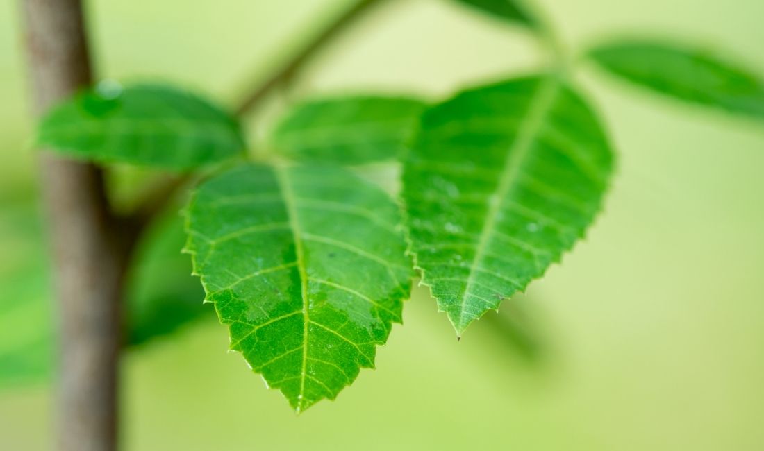 Young leaves on brazilian pepper tree