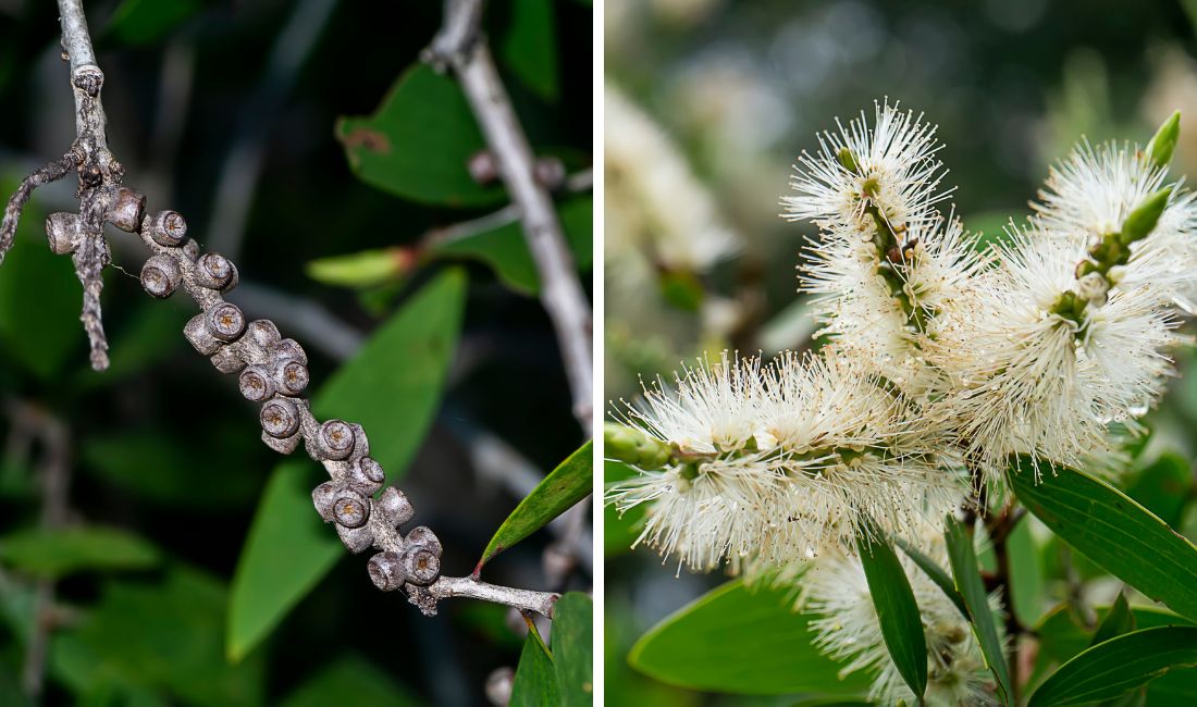 wo photos: on left, the seed capsule of the melaleuca, on the right the white bottlebrush-like flowers of the melaleuca.
