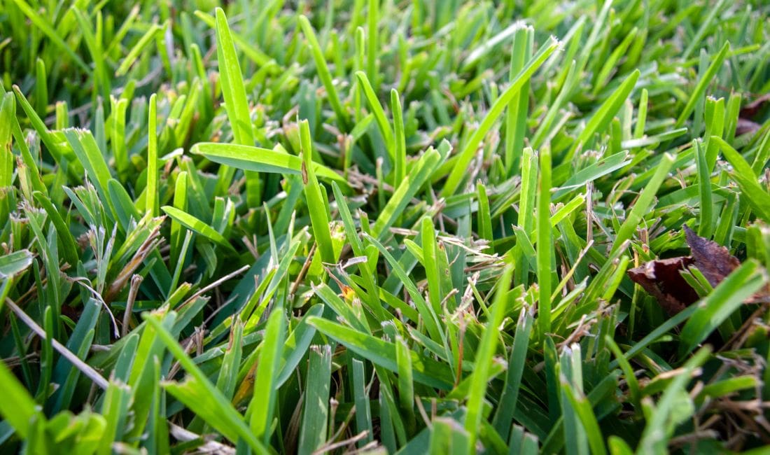 St. Augustinegrass is one type of turf grown in Palm Springs that is salt-tolerant.