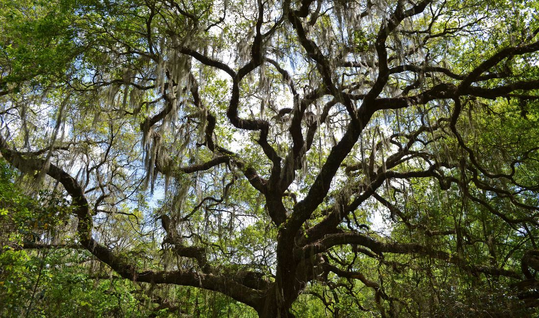 A live oak tree, one of the native trees recommended for Palm Beach properties