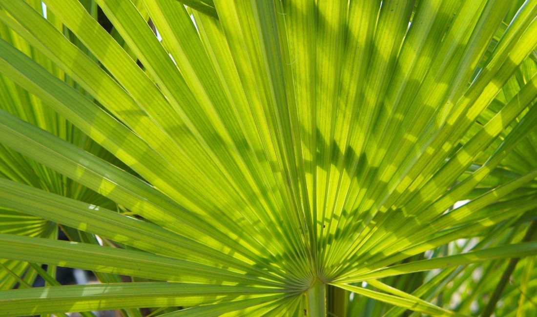 Closeup of the fronds of a saw palmetto, a native Florida palm.
