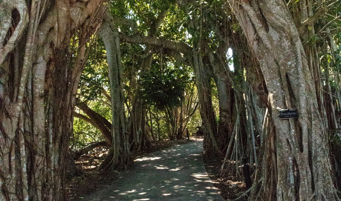 A pathway surrounded by strangler fig trees in southwest Florida.