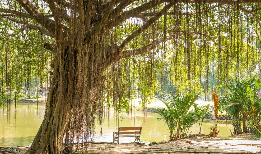 A banyan or fig tree near a body of water in South Florida.