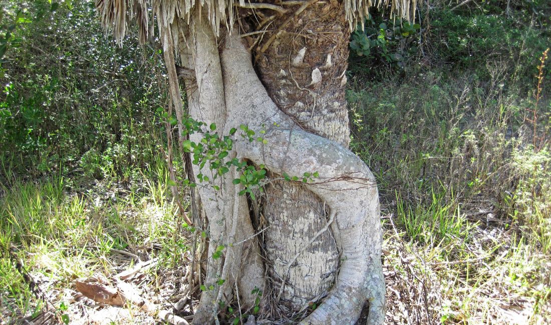 A strangler fig "strangles" the palm from which it grew.