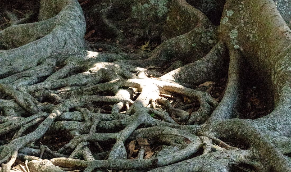 The roots of a strangler fig tree in Florida.