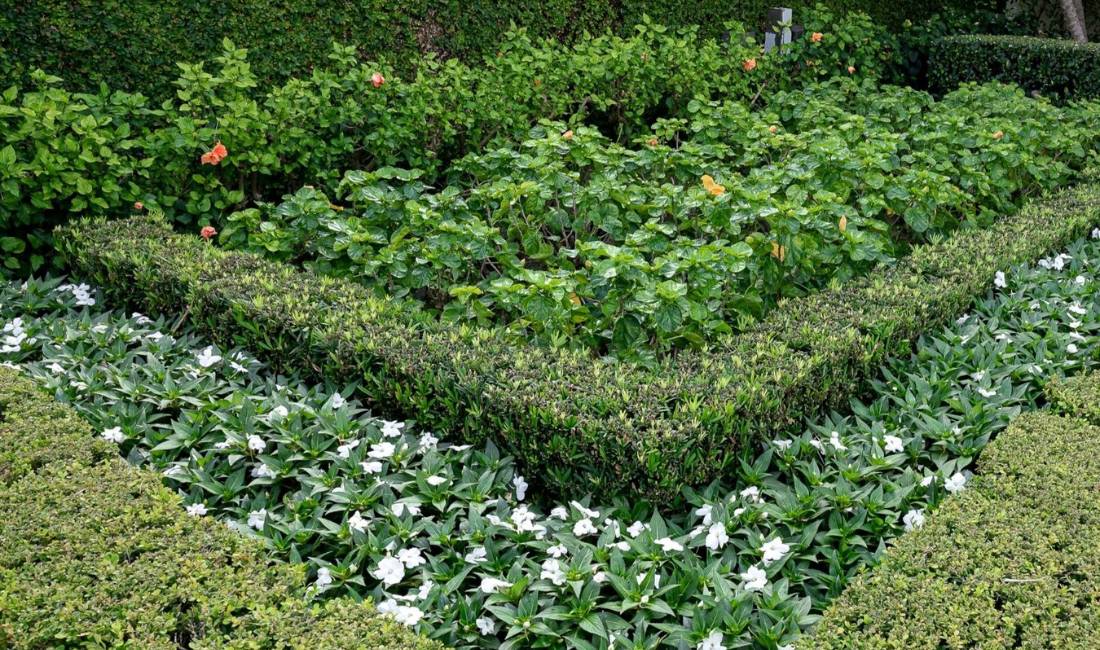 Green, three-tiered hedges in a rectangular pattern lined by a hedge wall. An example of quality work from a quality landscaping company in Palm Beach.